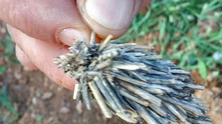 İlk önce bitki kökü sandılar!