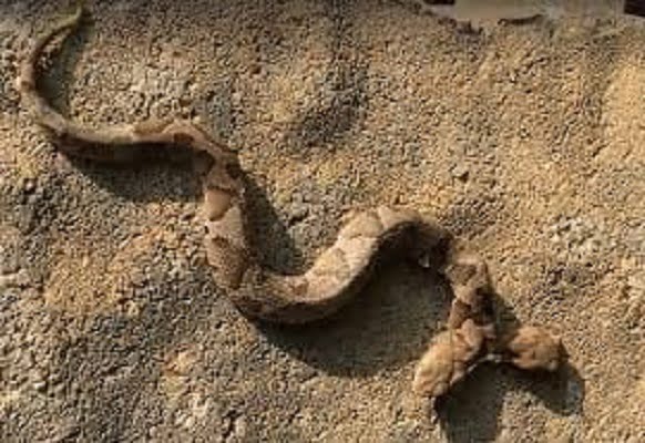 Çift Başlı Yılan