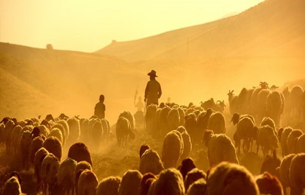 Çobanlarla çiftçiler arasında çatışma! 13 ölü