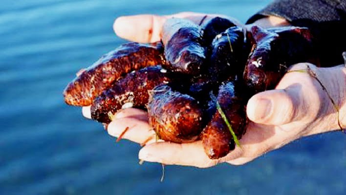 Deniz Patlıcanlarına suç üstü  11 bin 445 TL para cezası