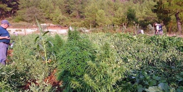 22 bin kök Hint keneviri ele geçirildi