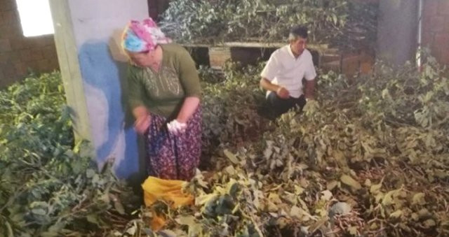 40 günde 10 bin lira kazandırıyor!