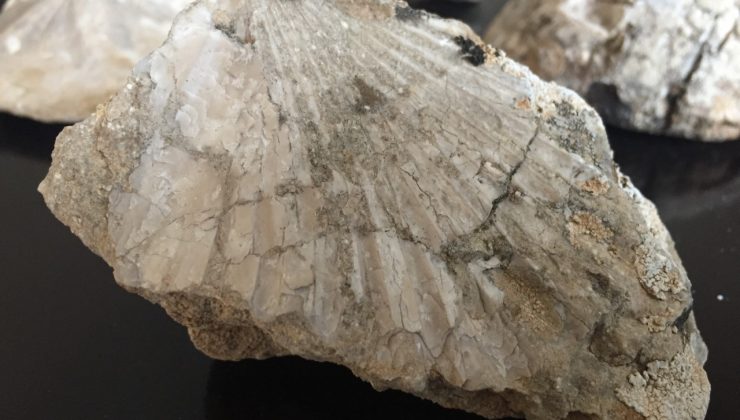 Kahramanmaraş’ta 35 milyon yıllık fosil bulundu