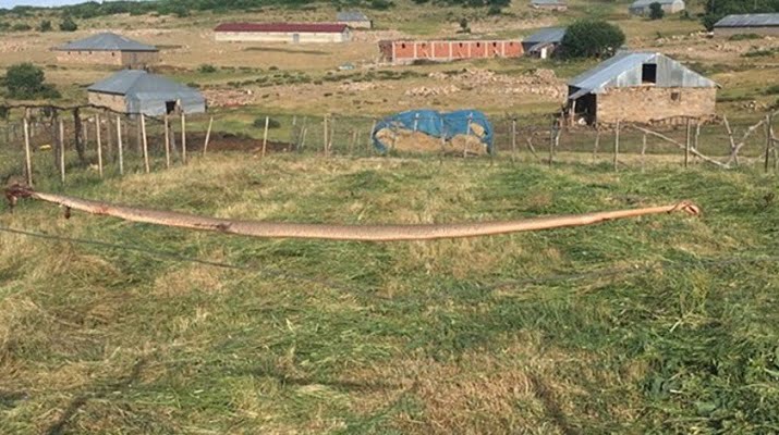 Dev yılan görenleri şoke etti