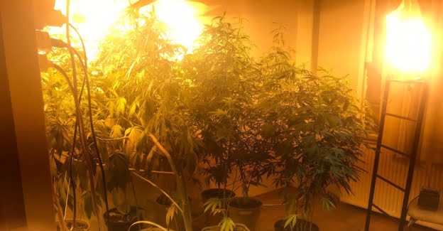 Fatih’te eve yapılan hint keneviri baskını şok etti