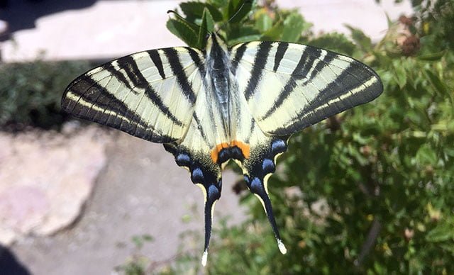 Sivas’ta ‘Zebra çatal kuyruklu kelebek’ görüldü