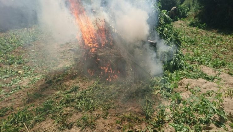 PKK’ya darbe  2 milyon 111 bin 50 kök Hint keneviri imha edildi