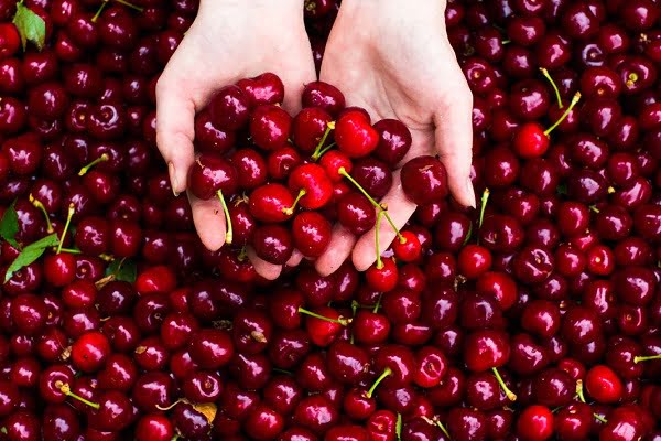 Türk kirazı ‘Çin Seddini aşmayı’ başardı