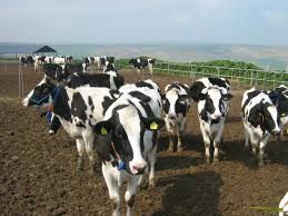 Sokakta kurban kesen bu cezayı ödeyecek