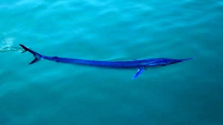 Dünyanın en hızlısı ‘mavi yelken balığı’ Antalya’da