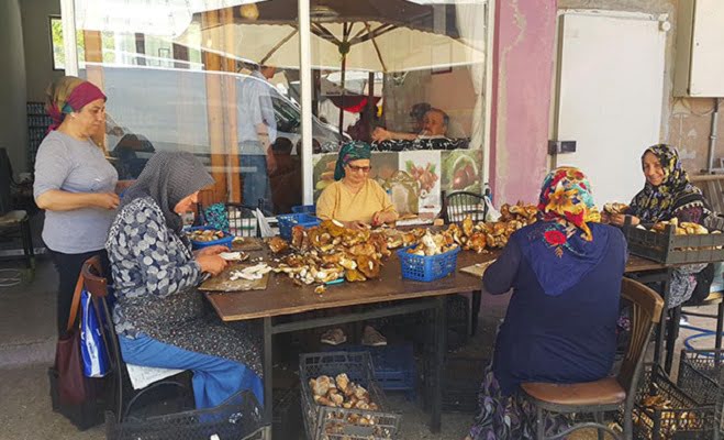 Sinop Erfelek’den dünyaya ihraç ediliyor…