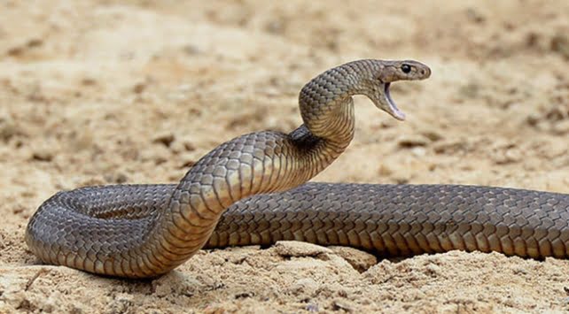 Kendisini sokan yılanı ısırarak öldürdü