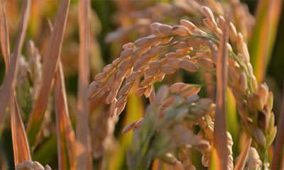 Dünyanın en büyük buğday üreticisi Hindistan’dan ihracat kararı! Çok “soğuk bir kış “insanlığı bekliyor”