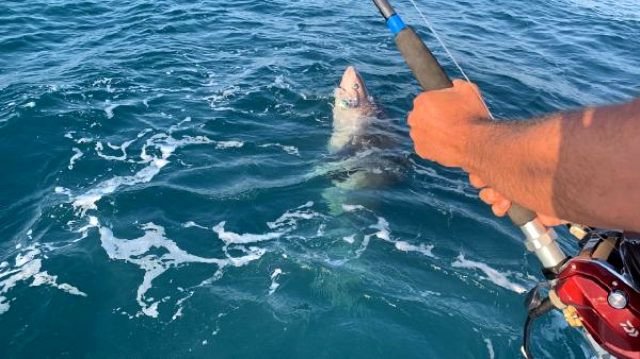 Çanakkale’de oltaya takıldı!