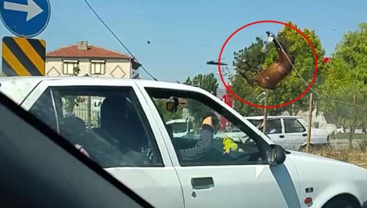 Yüzlerce kiloluk at havaya uçtu…