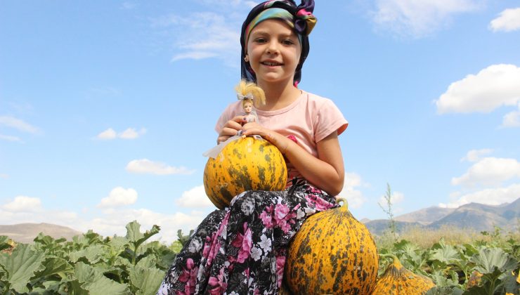 Kavun üreticinin yüzünü güldürüyor
