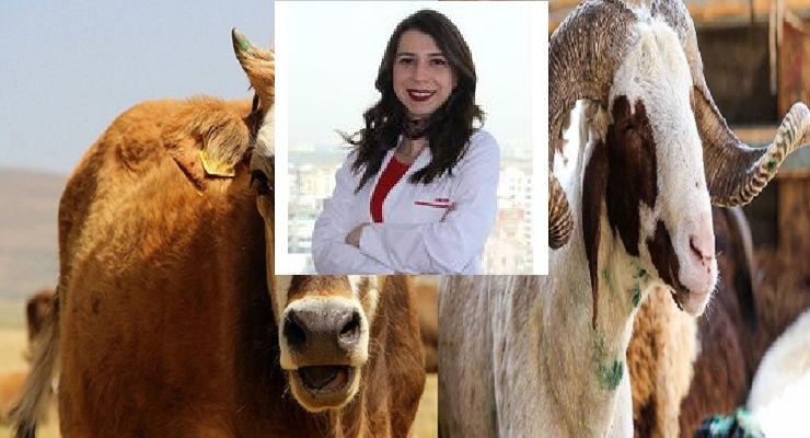 Kurban Bayramı’nda yediklerinde Yedi kurala dikkat et