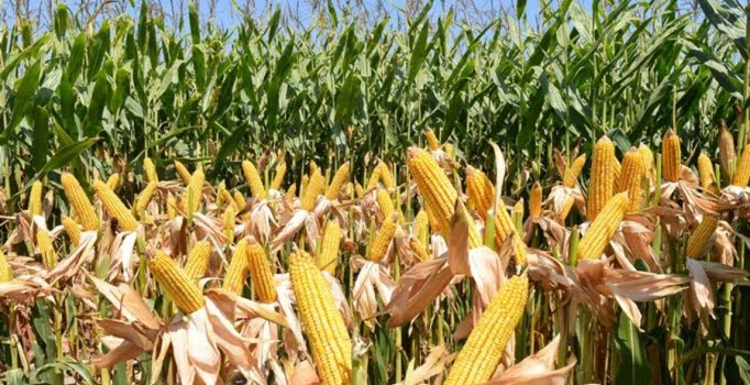 Mısır alım fiyatı açıklandı