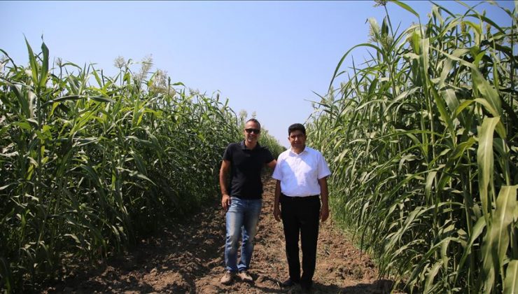 ‘Türkiye’nin ilk şeker sorgumlarını tescil ettirdik’