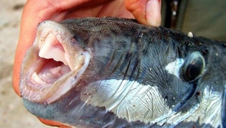 Büyük panik! ‘Teneke yiyen her şeyi yer’