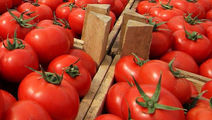 Gıda krizi yaşıyorlar! Türkiye’den domates ihtal edecekler