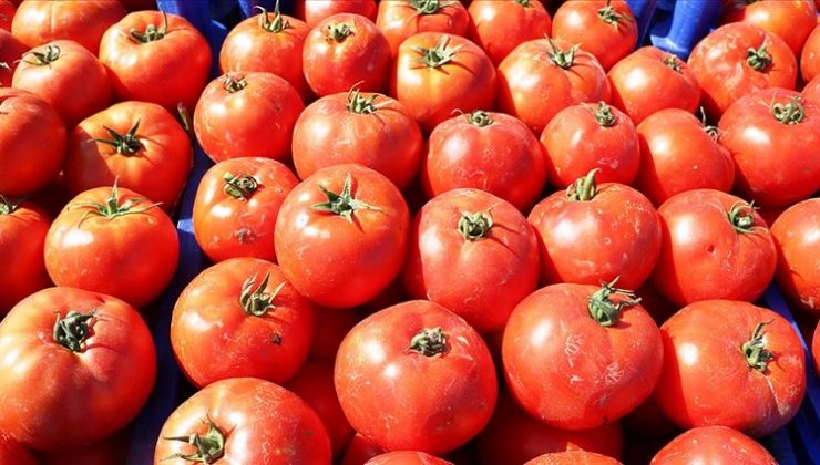 Çanakkale domatesinde ‘son turfanda’ umudu