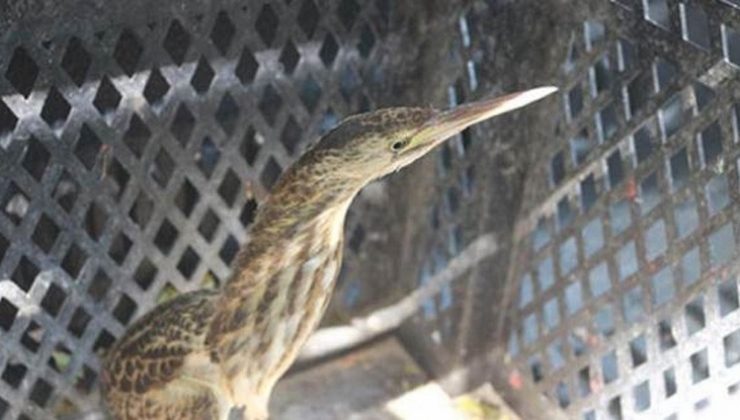 Dünyada nesli tükenmekte olan kuş Adıyaman’da görüldü