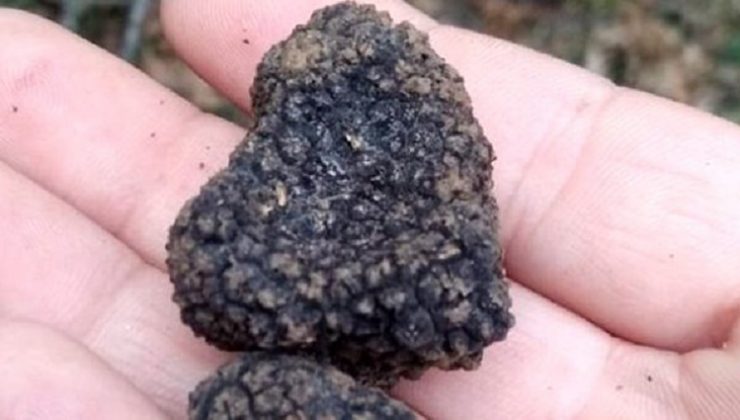 Köpekler buldu, kilosu tam 22 bin TL