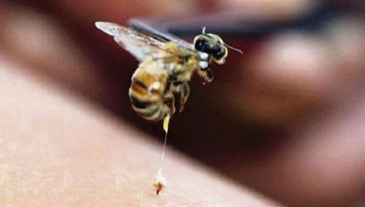 Arıcılar arı zehrine yöneldi