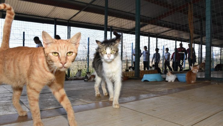 MHP’li Silivri belediyesinden çocuklara özel hayvanları koruma günü proğramı