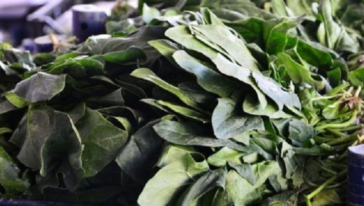 Ispanaktan zehirlenmelerin sebebi açıklandı