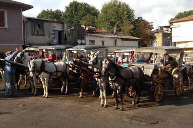 Adalar’da itlaf edilen atların sahipleri hakkında suç duyurusunda bulunuldu