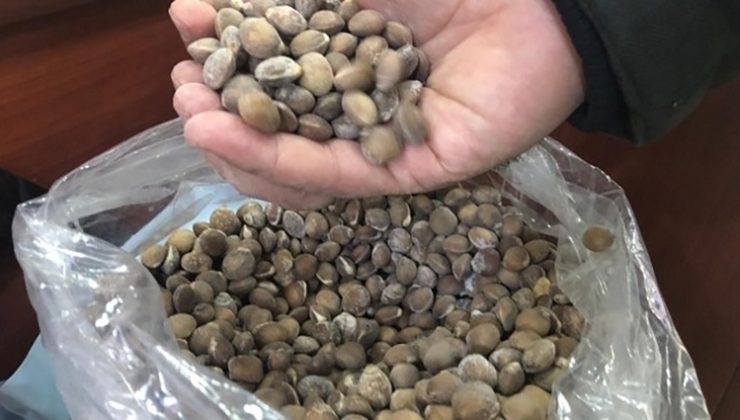 Fiyatları altınla yarışıyor! İşte şifa deposu