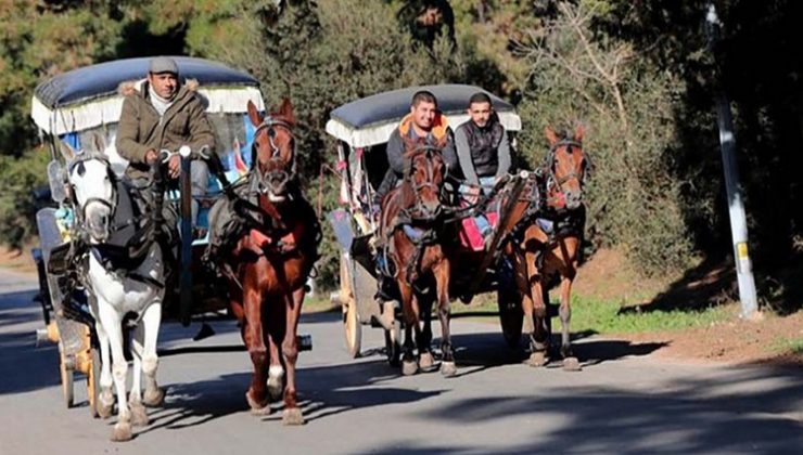 Büyükada’da karantina: Onlarca at itlaf edildi! Giriş çıkış durduruldu