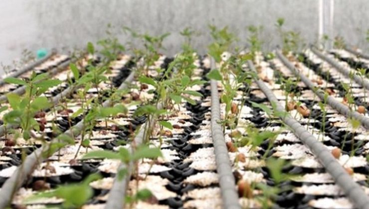 Çiftçilere büyük fırsat! Bu işi yapmak isteyenlere teşvik verilecek