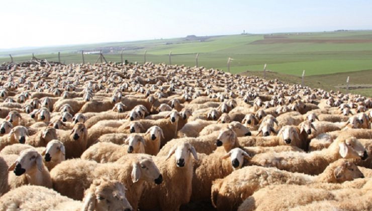 Türkiye hayvancılıkta Avrupa’da ilk sırada