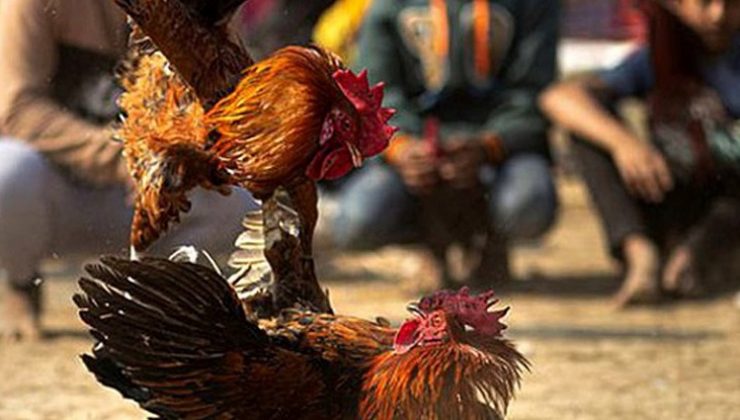 Horoz, seyirciyi öldürdü