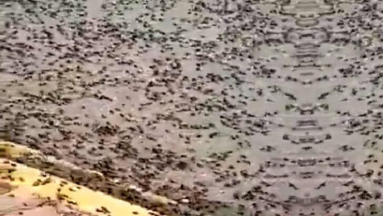 Korona çekirge deprem derken şimdide Karınca istilası