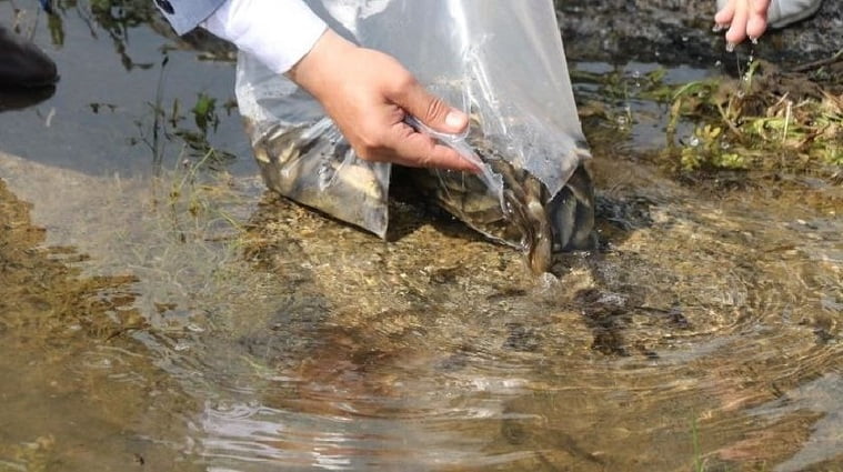 Bitlis’te on binlerce yavru balık göllere bırakıldı