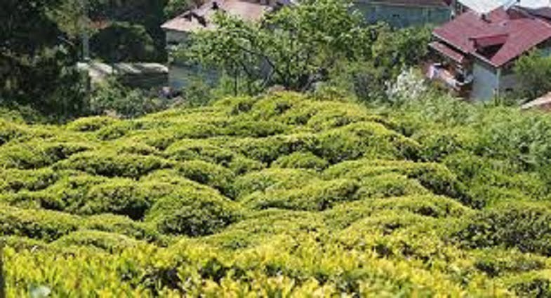 İçişleri Bakanlığı çay üreticileri için genelge yayınladı