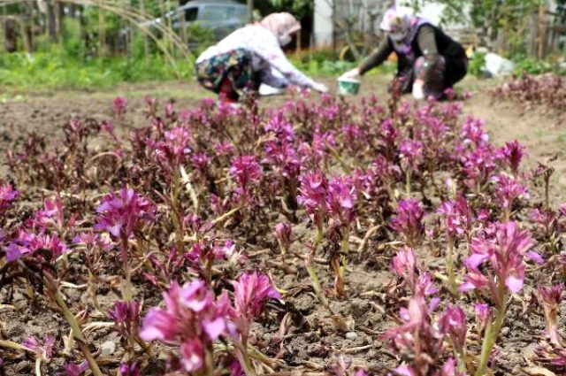 Üreticiden 60 liraya alınıp kilosu 1000 liraya satılıyor
