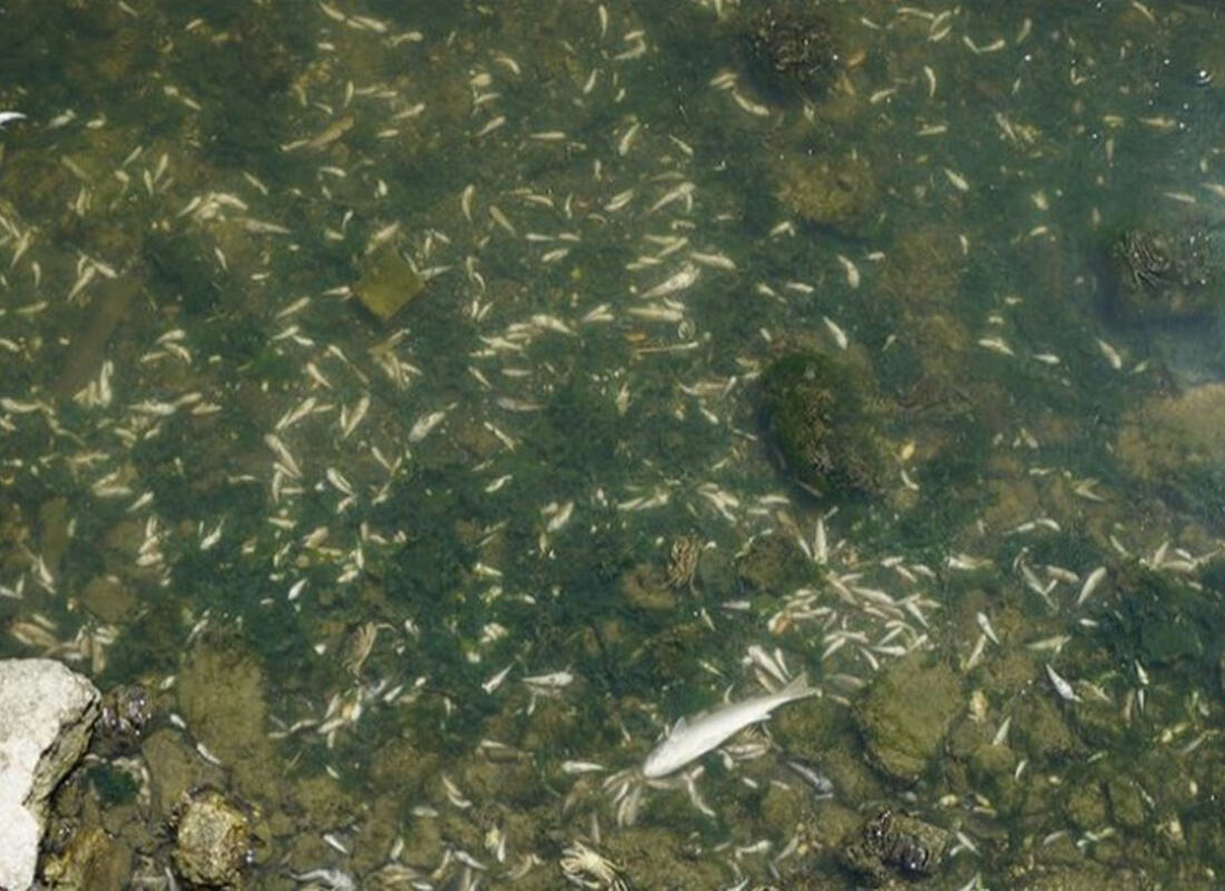 Küçükçekmece Gölü’nde binlerce ölü balık kıyıya vurdu