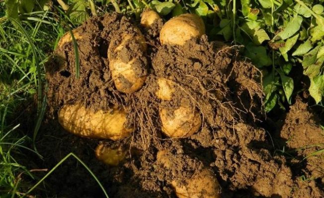 Üreticiden alınan patates ve soğanlar ücretsiz dağıtılmaya başlandı