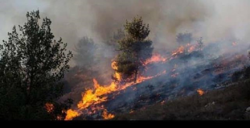 Suriye’de Ağaç katliamı!