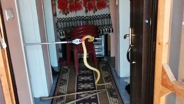 Eve giren 2 metrelik yılan korku dolu anlar yaşattı!