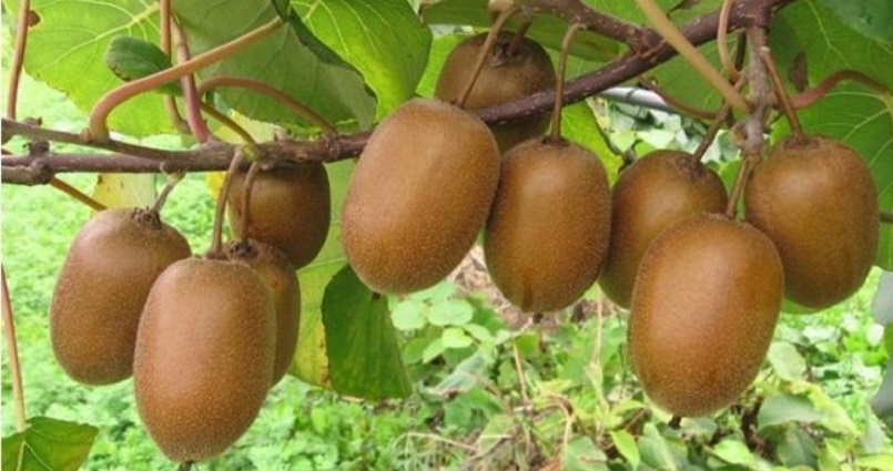 Emekli işçi, hibe desteği ile boş arazisine diktiği kivilerden 50 ton ürün aldı