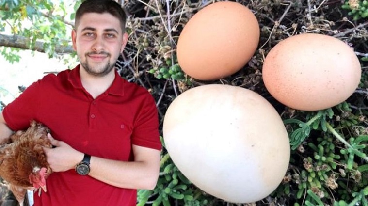 Dev yumurtanın içinden çıkan şey şaşkına çevirdi