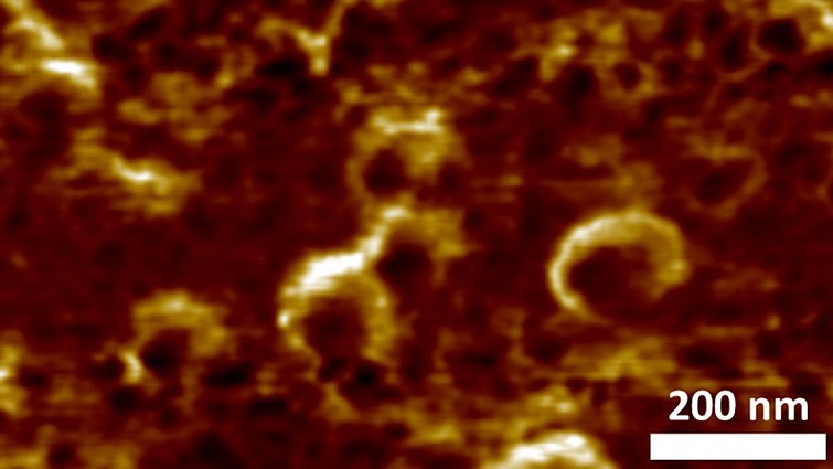 Türkler başardı, koronavirüsü inaktif edildikten sonra kurutularak doğrudan görüntülendi