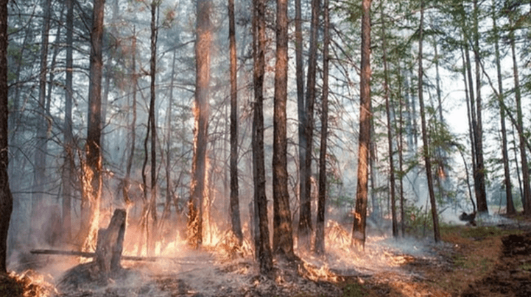 Sibirya’da acil durum ilan edildi! Tarihin en sıcak Haziran ayı