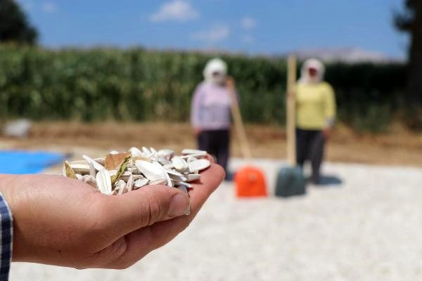 Bu yılki fiyat da kalite de çok iyi! Üreticinin yüzü gülüyor